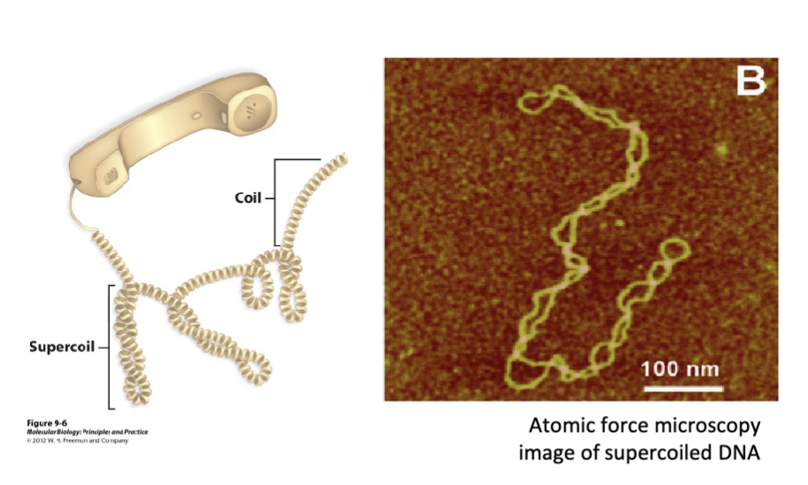 <ol><li><p><span>it can form “supercoils” when it is intact (i.e., it has no breaks) and over twisted or under twisted</span></p></li><li><p><span>over twist torsional strain to DNA results in the</span> <span>overwound conformation sharing the same direction as the helical conformation (positive supercoil)</span></p></li><li><p><span>under twist torsional strain to DNA results in the underwound conformation having the opposite direction (negative supercoil)</span></p></li><li><p><span>DNA replication exerts torsional stress on DNA</span></p></li></ol><p></p>