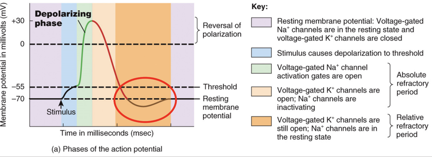 <ul><li><p>after repolarization, some K+ channels are still open and membrane overshoot RMP & hyperpolarizes a bit </p></li><li><p>eventually all k+ are closed and Na+/K+ pumps restore to original position </p></li><li><p>membrane returns to RMP ready for next AP</p></li></ul><p></p>