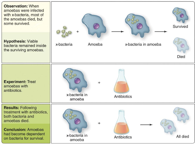 <ul><li><p>Two cells together are better than one alone—amoebas and x-bacteria.</p></li><li><p><em>Why would both bacteria and amoeba die when antibiotics targeting the bacteria were administered?</em></p></li></ul><p></p>