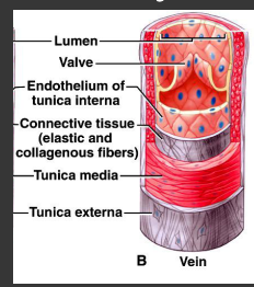 <p></p><ul><li><p>Less smooth muscle and connective tissue</p></li><li><p>Thinner walls - less pressure than in the arteries</p></li><li><p>Valves - blood flowing towar the heart (unidirectional flow)</p></li><li><p>Lines by endothelial cells</p></li></ul><p></p>