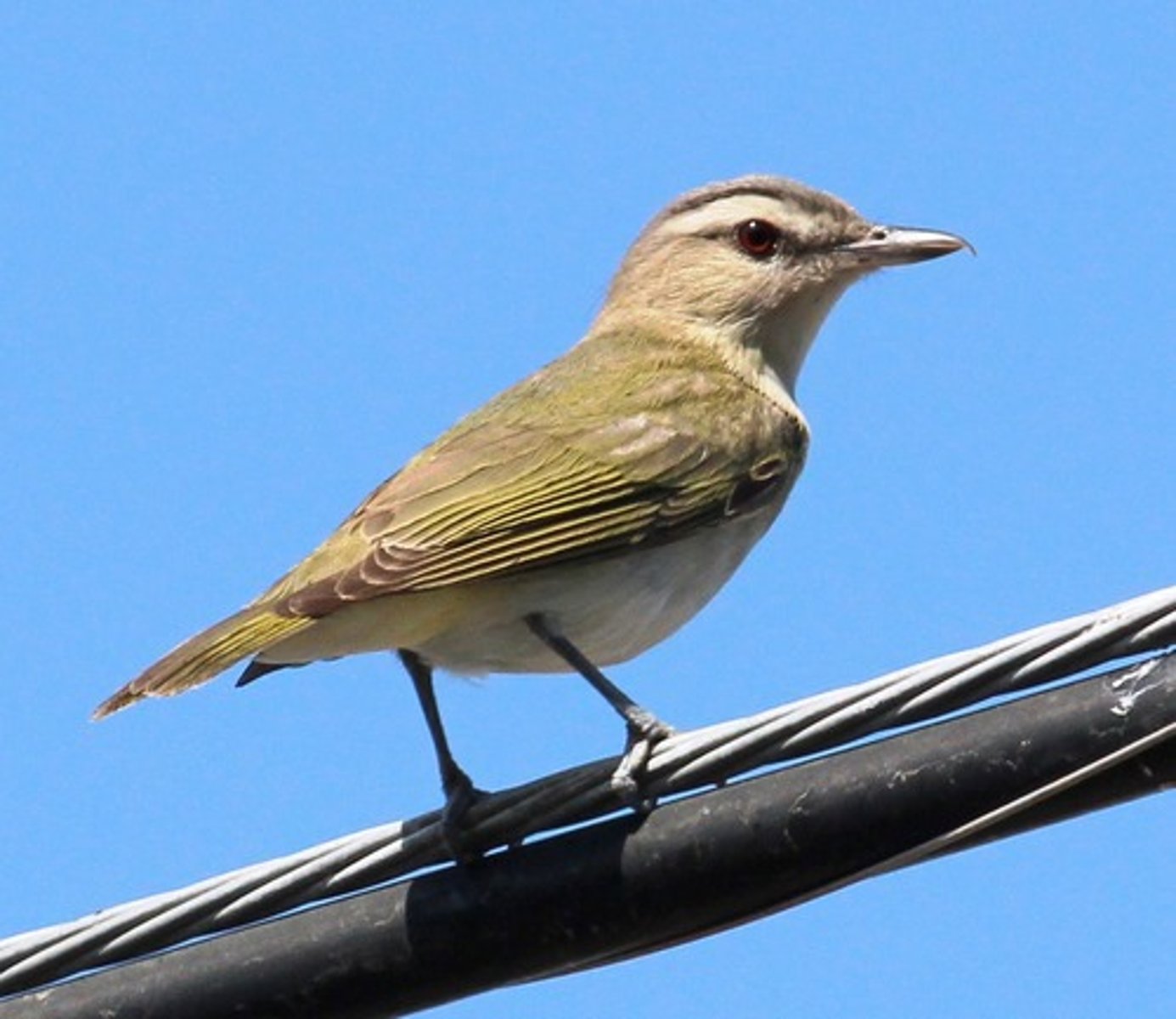 <p>Red-eyed Vireo</p>