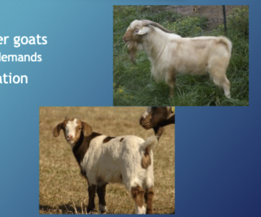 <p>Developed Texas, Cross b/w Tenessee &amp; boer goats</p>