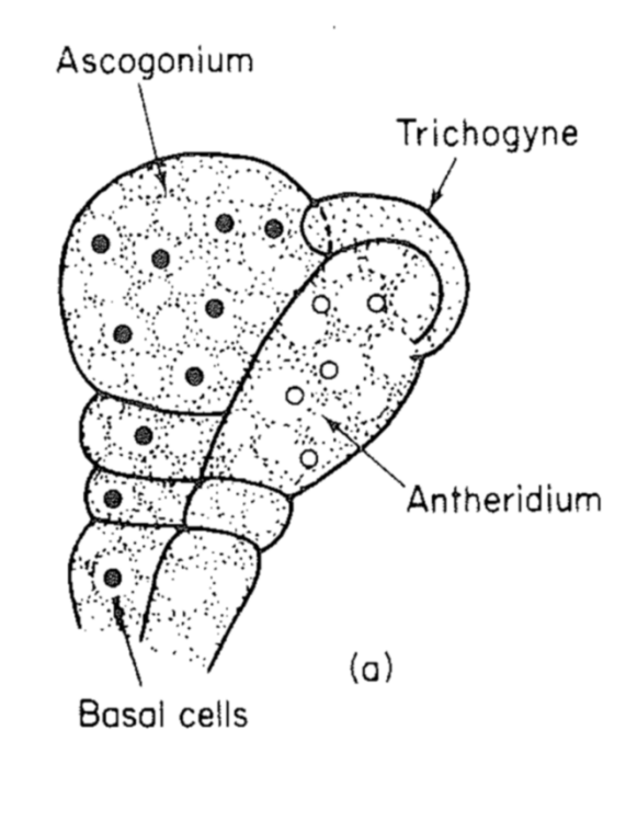 Female looks different from male
Initially looks similar oomycetes
