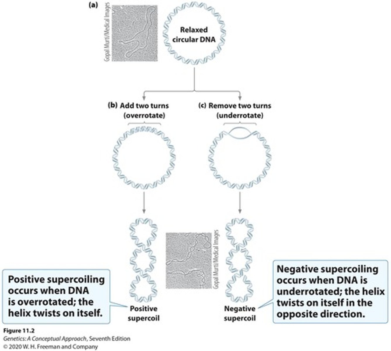 <p>Compacts DNA structure, stabilized by proteins.</p>