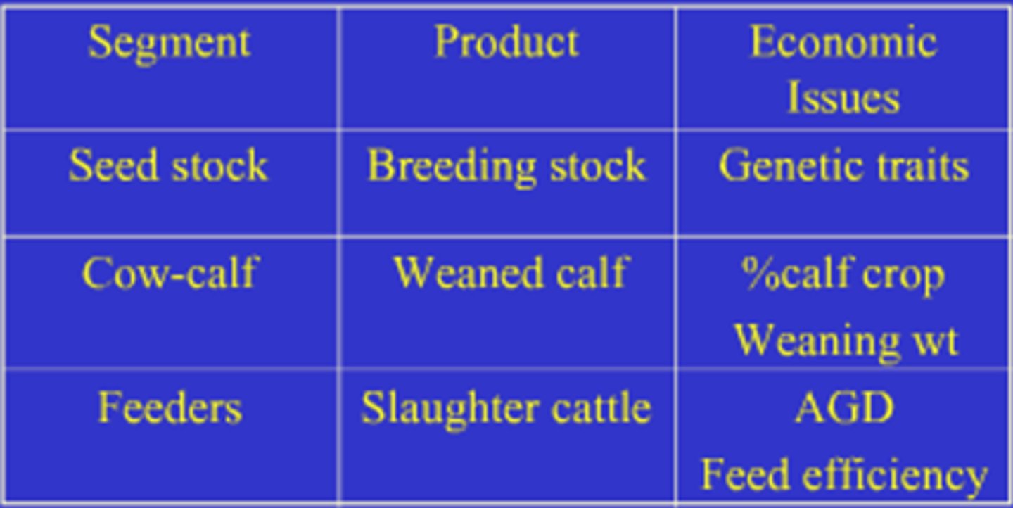 <p>1. seedstock</p><p>2. cow-calf</p><p>3. stocker</p><p>4. feedlot</p><p>5. packer/processor</p><p>6. retail</p><p>7. consumer</p>