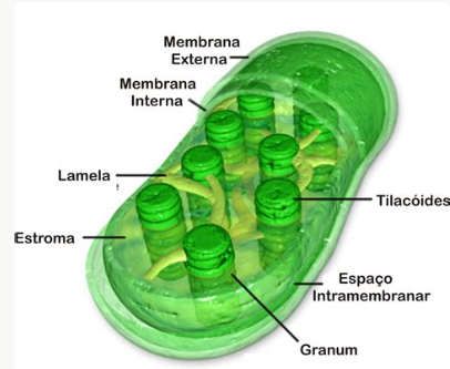 <p>Fotosíntesis, transformando energía solar en química para producir materia orgánica y oxígeno.</p>