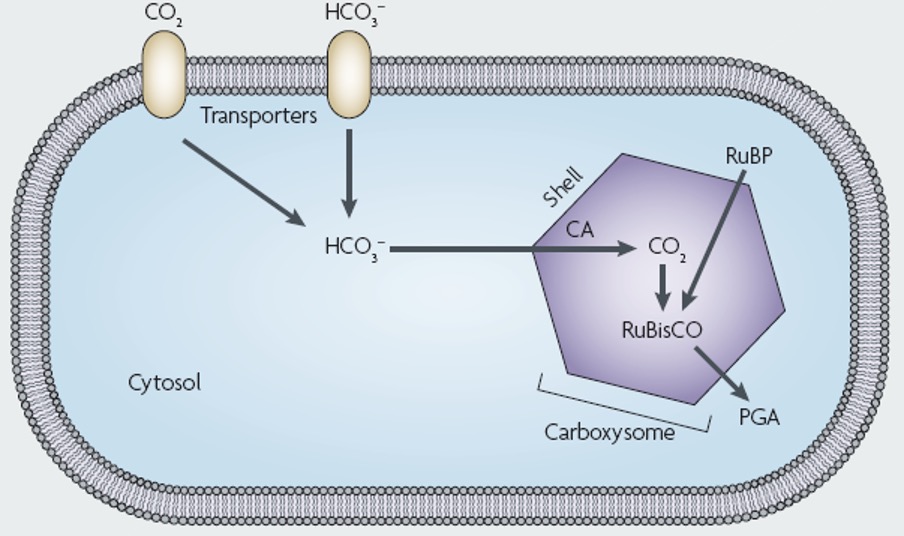 <p>Bacteria can form microcompartments with Protein shells to sequester specific metabolic activities</p>