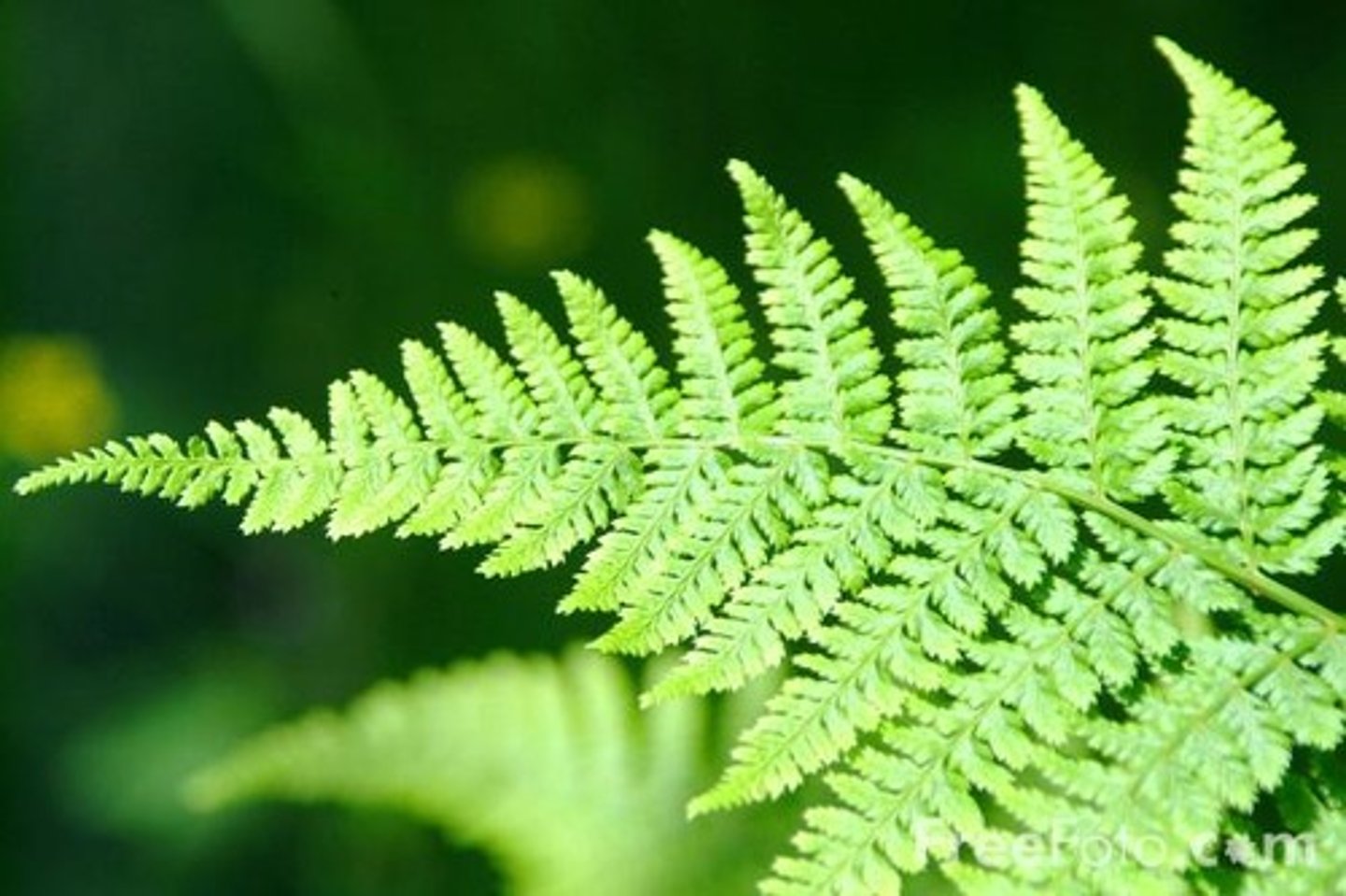 <p>a vascular plant that has feathery fronds and reproduces without seeds</p>