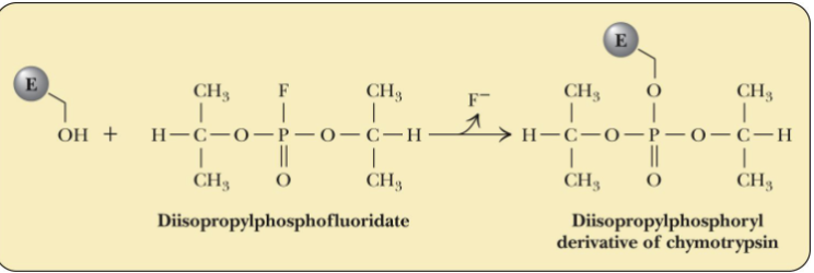 <ul><li><p>Chymotrypsin is a serine protease</p></li><li><p>DIPF inactivates chymotrypsin by reacting with serine-195, verifying the residue is at the active site</p></li></ul><p></p>