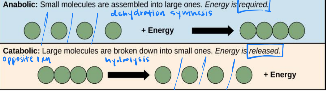 <ul><li><p>anabolic</p></li><li><p>catabolic</p></li></ul><p></p>