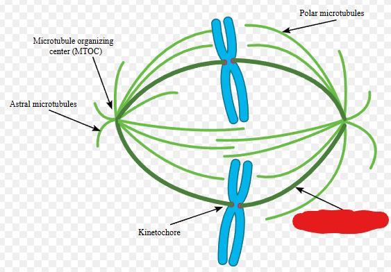 <p>Microtubules that bind to a chromosome during mitosis.</p>