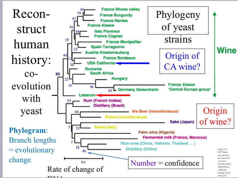 <p>Phylogram</p>