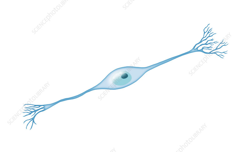 <p>special senses<br />
go on in our head usually </p>
<ul>
<li>hearing, sight, taste, smell -&gt; to CNS</li>
</ul>