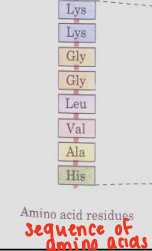 <p>Protein Structures </p>