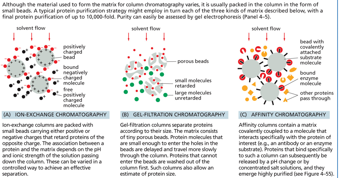 <p>gel, affinity, ion </p>