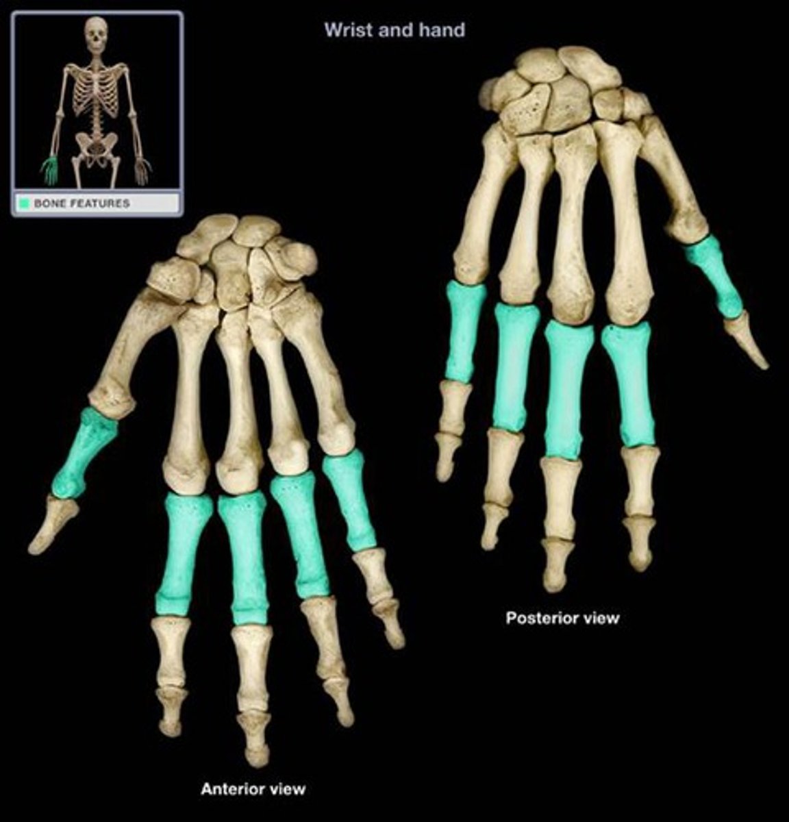 <p>finger bones just distal to the metacarpals; base = proximal end; head = distal end</p>