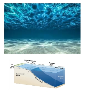 <p>Aquatic Biomes: <strong>Oceans</strong></p>