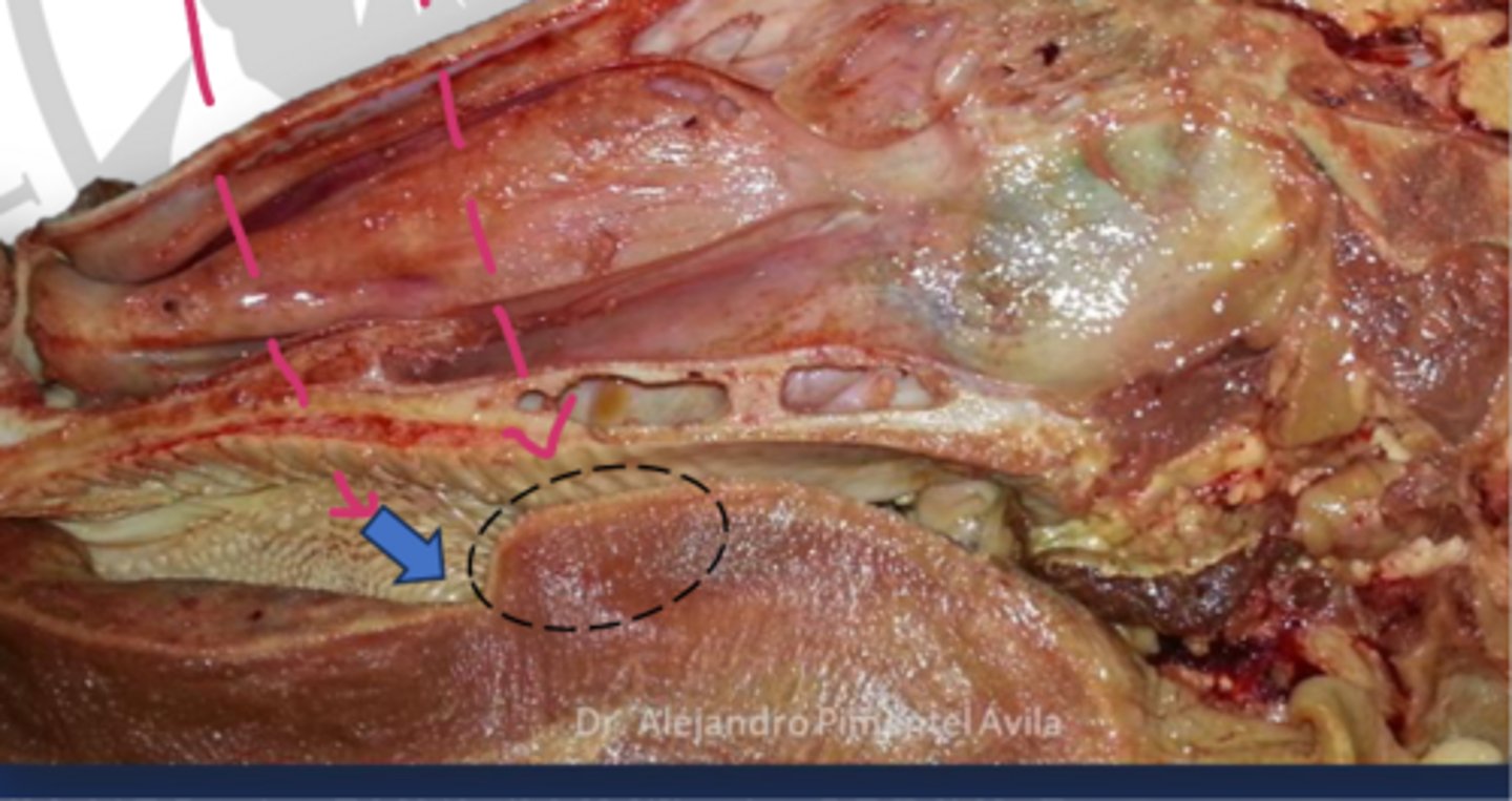 <p>significance of the lingual torus and lingual fossa in ruminants</p>