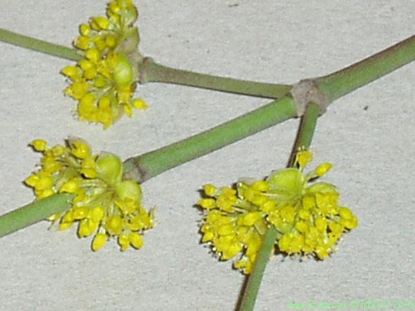 <p><span><em>Cornus mas</em></span></p>