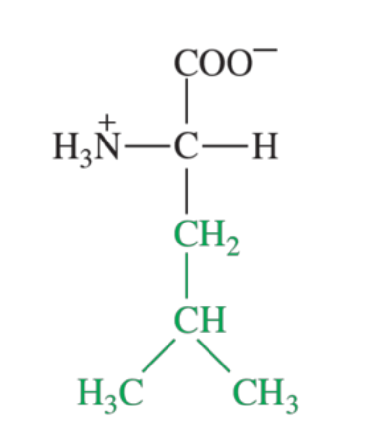 <p>What amino acid is shown in the image?</p>