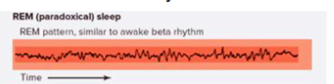 <p>paradoxical sleep and dreaming </p>