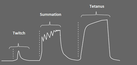 <p>What’s occuring during muscle twitch <strong><em>summation</em></strong>?</p>