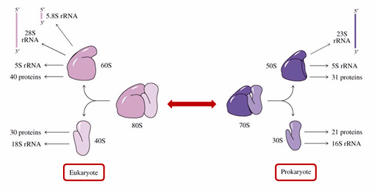 <p>20.000 ribosomen/bacterie, bestaat uit RNA en eiwitten</p><p>Functie: eiwitsynthese</p><p>Sedimentatiesnelheid in centrifuge</p><ul><li><p>Svedberg (S)-eenheden: variëren naargelang moleculaire grootte en vorm</p></li><li><p>Eukaryoten: snelheid afh van gewicht →versch: niet enkel gewicht telt mee maar ook vorm →verandert: 80s en niet 100s</p></li></ul><p class="MsoListParagraphCxSpLast">AB maken dat enkel werkt op ribosomen bact en niet op humane ribosomen →doelwit verschillend van mens – bact</p>