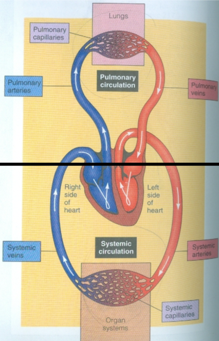 <ol><li><p>Between heart and lungs</p><ol><li><p>Blood pumps to lungs via pulmonary arteries</p></li><li><p>Blood returns to heart via pulmonary veins</p></li></ol></li><li><p>Arteries carry low O2 blood to lungs</p></li><li><p>Veins carry high O2 blood to heart</p></li><li><p>Source = right ventricle</p></li><li><p>Termination = left atrium</p></li></ol>