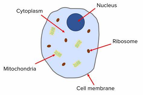 <p>cell membrane, cytoplasm, nucleus, mitochondria, and ribosomes.</p><p></p><p></p><p>Example idiom:</p><p>"Clear Minds Recognize New Chances" :)</p>