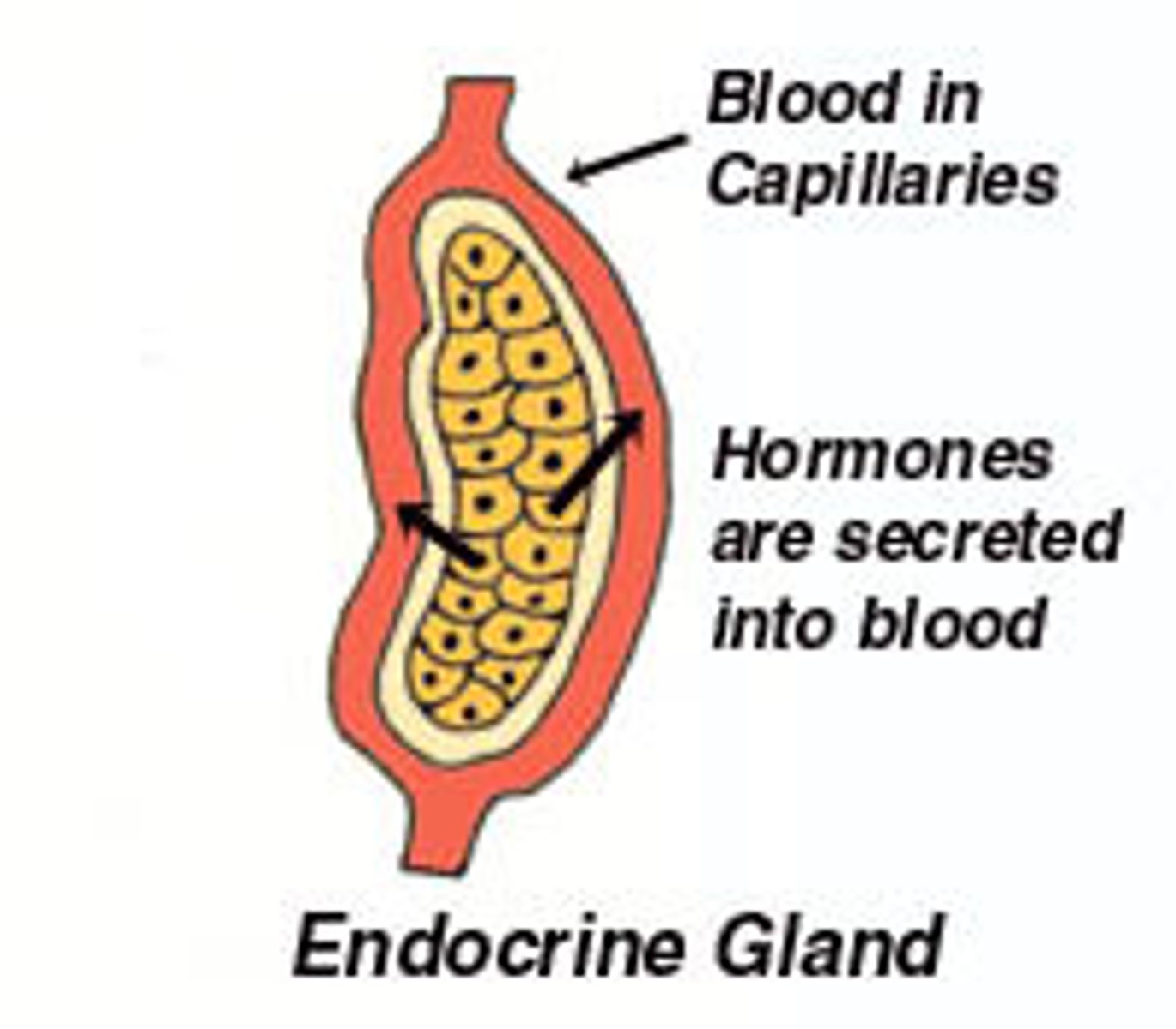 <p>ductless gland that releases hormones directly into surrounding tissues and bloodstream</p><p>highly vascularized, can only affect target cells that have receptors for specific hormones, hormones have different effects on different target cells</p>