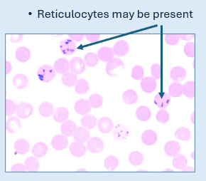 <p>Normal Canine and |Feline Erythrocyte Morphology </p>