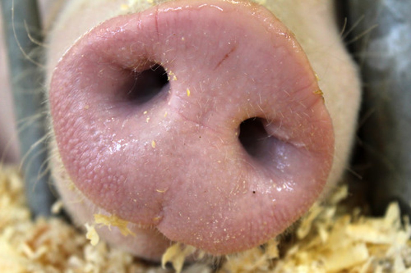 <p>The nose or jaws that stick out in front of certain animals' heads</p>