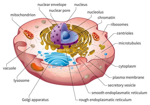 <p>what is this cell</p>