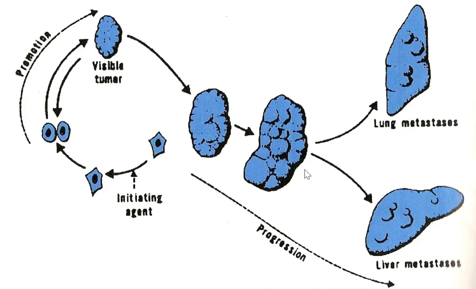 <p>what does this diagram show you?</p>