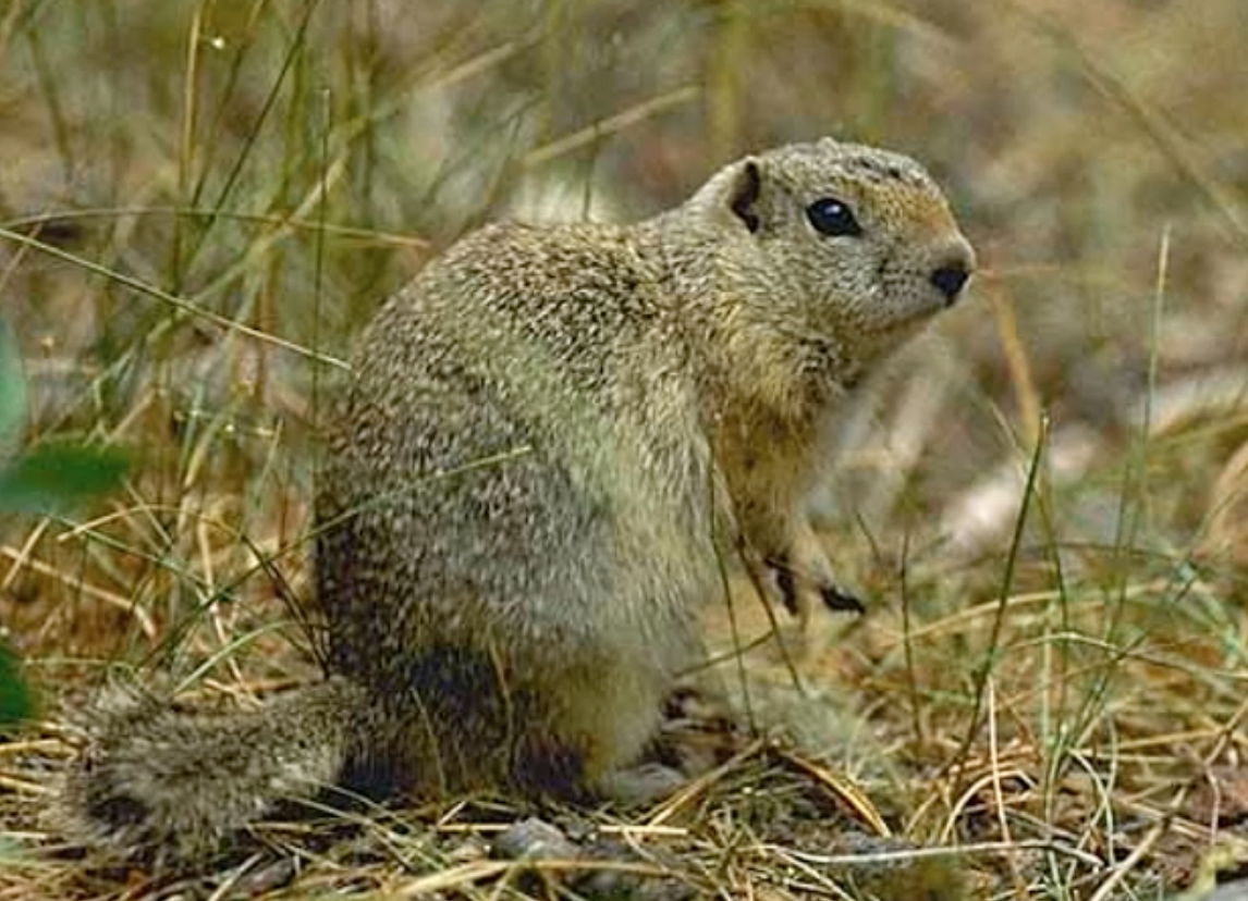 Wyoming ground squirrel
