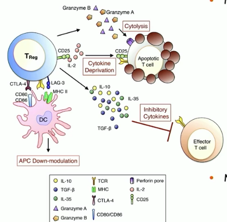 <ul><li><p>cytokine deprivation</p></li><li><p>cytolysis</p></li></ul><p></p>