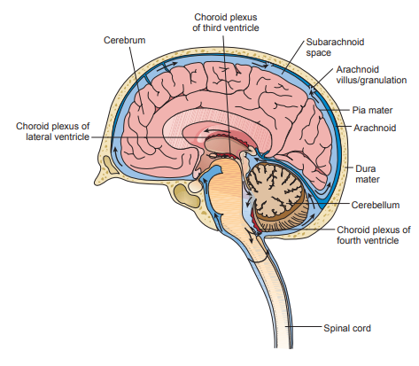 Figure 1: Anatomy and flow of CSF through the brain and spinal column