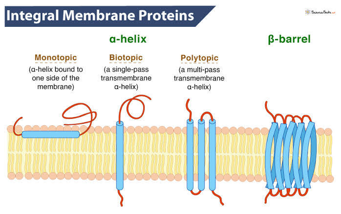 <p>Proteins are permanently embedded within the cell’s lipid bilayer (partially or fully), crucial for transport, signaling, and cell structure by connecting the cell’s interior with outside environment. </p>