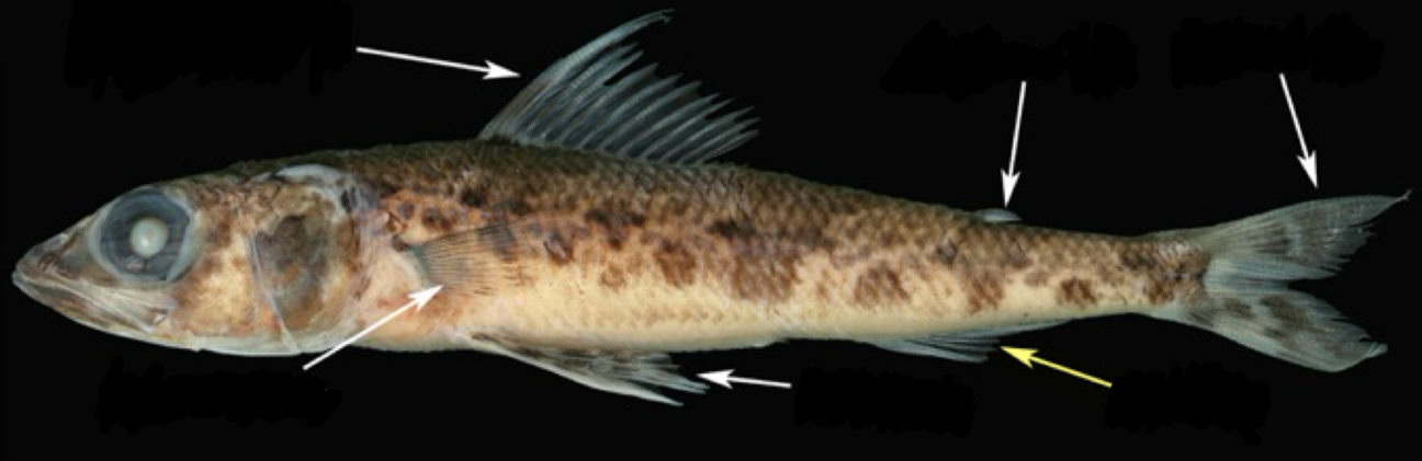 <p>What fin is this and is it paired or unpaired?</p>