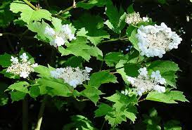 <p>Koiranheisi</p>