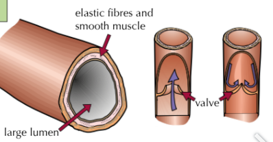 <ol><li><p>Have valves to keep blood flowing in the right direction</p></li><li><p>Have a bigger lumen to aid with blood flow.</p></li></ol><p></p>