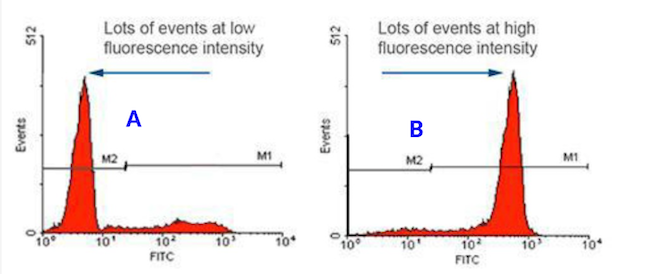 <p>the more shift to the ____, the more intense the fluorescence signal (higher expression of the antigen/”positive”)</p>