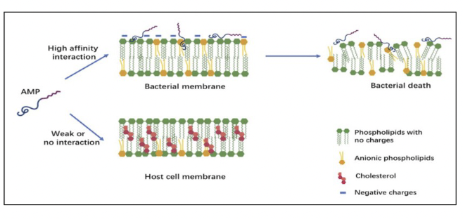 <p>Antimicrobial peptides</p>