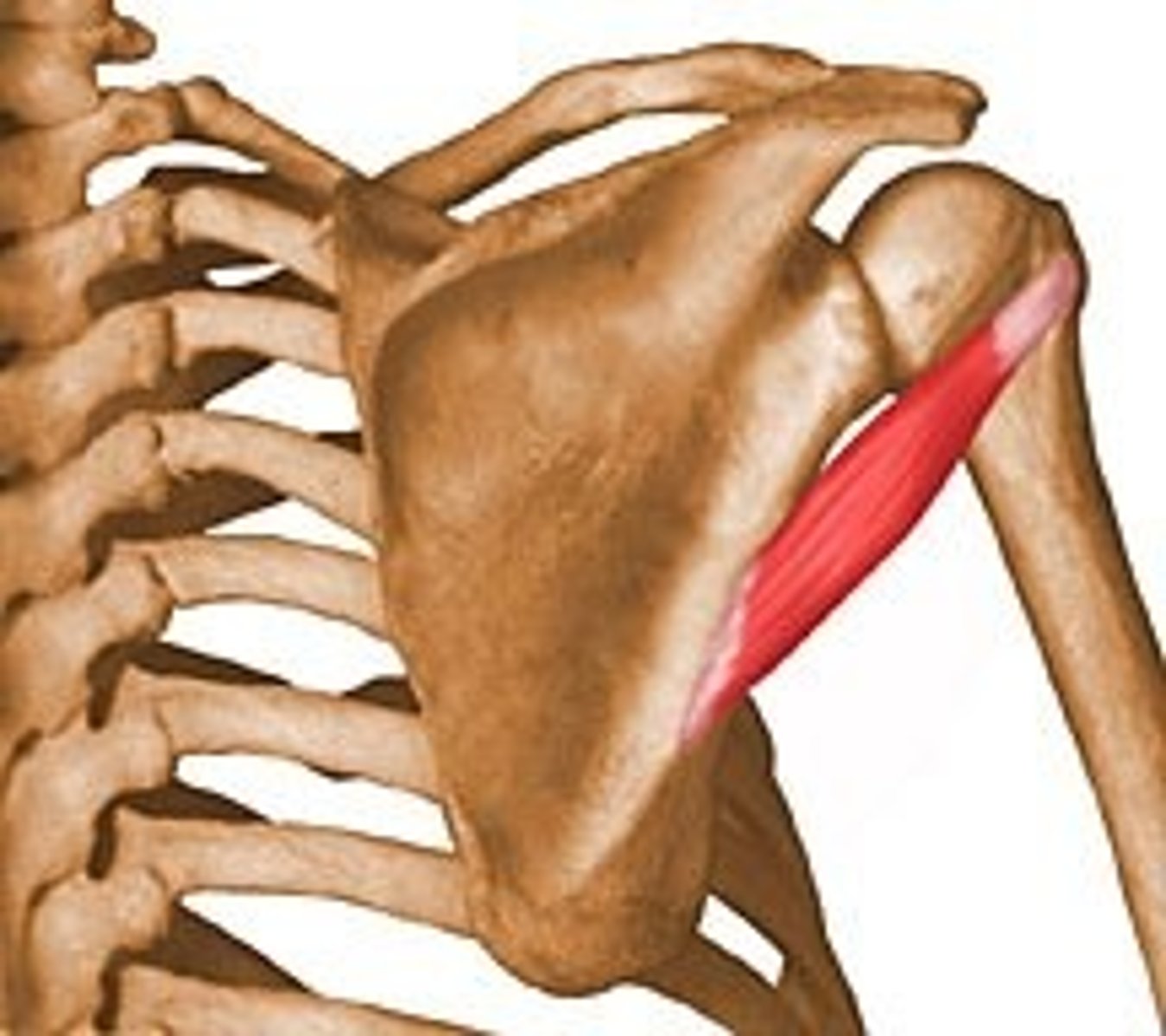 <p>Origin: Lateral border of scapula</p><p>Insertion: Greater tubercle of humerus</p><p>Action: Lateral rotation at shoulder</p><p>Innervation: Axillary Nerve</p>