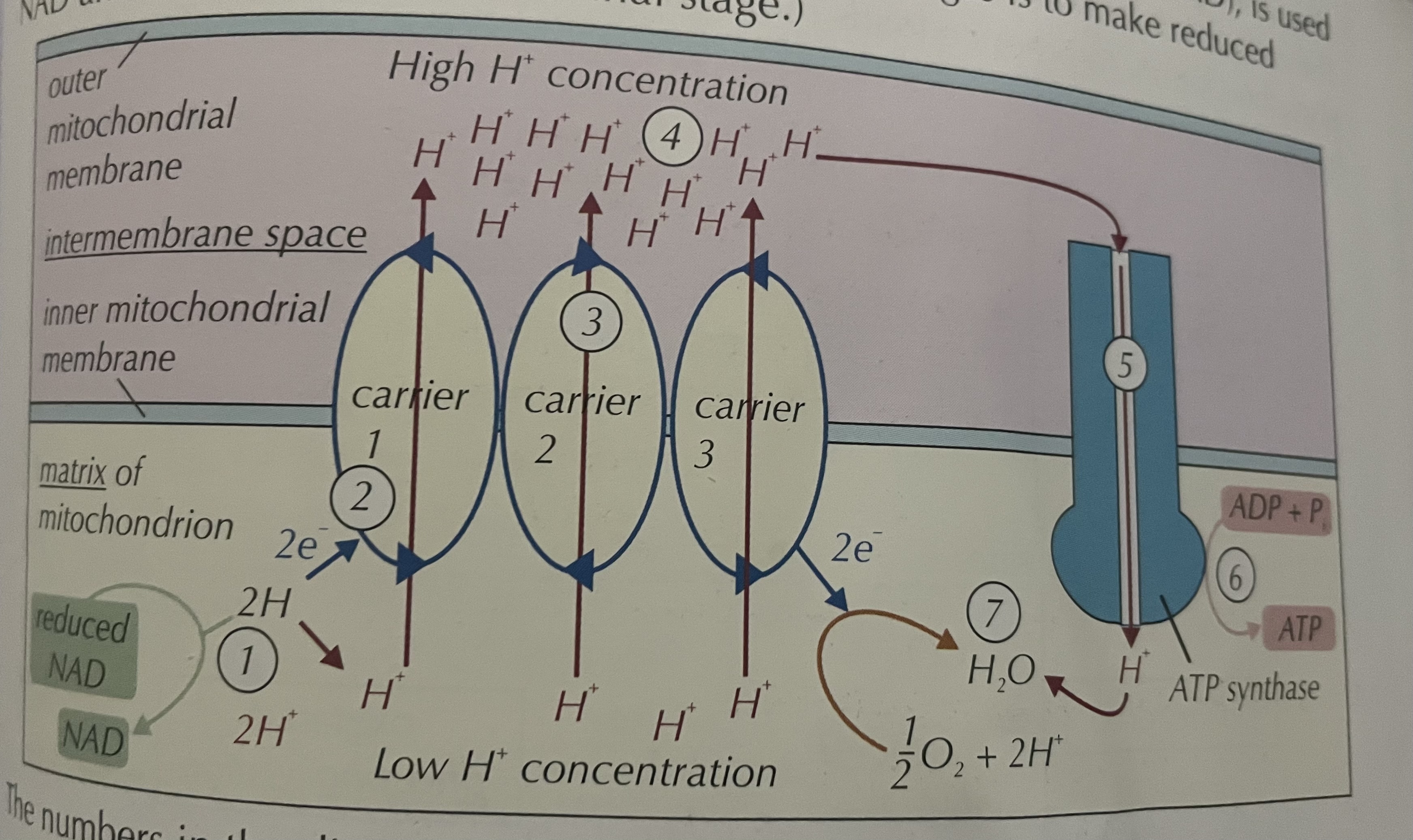 knowt flashcard image