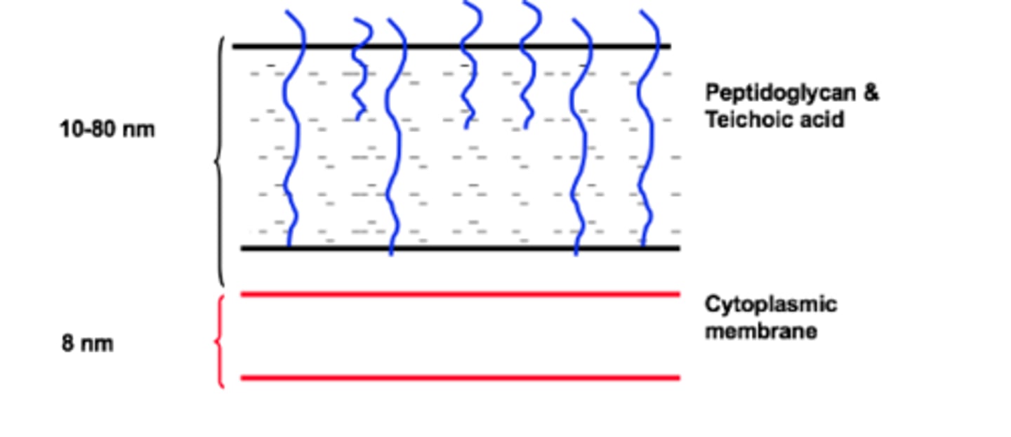 <p>Teichoic acid</p><p>40-90% peptidoglycan. Teichoic acid is cross linked into the PDG, it confers a negetive charge but its actual role is unknown.</p><p>May petrude from surfaces</p>