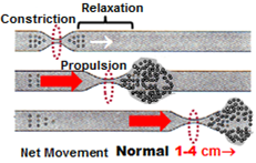 contractions move contents along the digestive tract