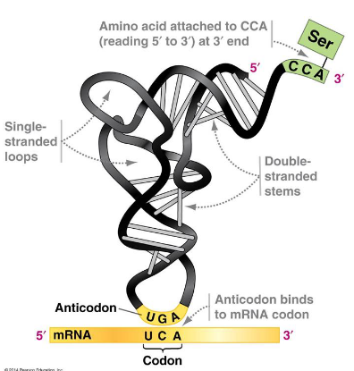 <p>anticodon</p>