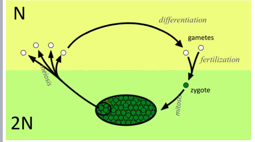 <p>Diploid-Dominant Life Cycle </p>