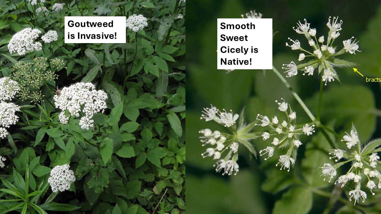 <p>This plant is not invasive! It is the native smooth sweet cicely (right).</p><p>Smooth Sweet Cicely (Native)</p><p>Bracts</p><ul><li><p>present at base of inflorescence</p></li></ul><p>Roots</p><ul><li><p>fibrous root system</p></li></ul><p>Scent:</p><ul><li><p>smells like anise when rubbed</p></li></ul><p></p><p>A similar invasive species is goutweed (left).</p><p>Goutweed (Invasive)</p><p>Bracts</p><ul><li><p>no bracts</p></li></ul><p>Roots</p><ul><li><p>rhizomatous root system</p></li></ul><p>Leaves</p><ul><li><p>may be variegated, solid green or blue-green</p></li></ul><p></p>